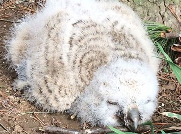 Walden's Puddle Wildlife Rehab Educ Ctr