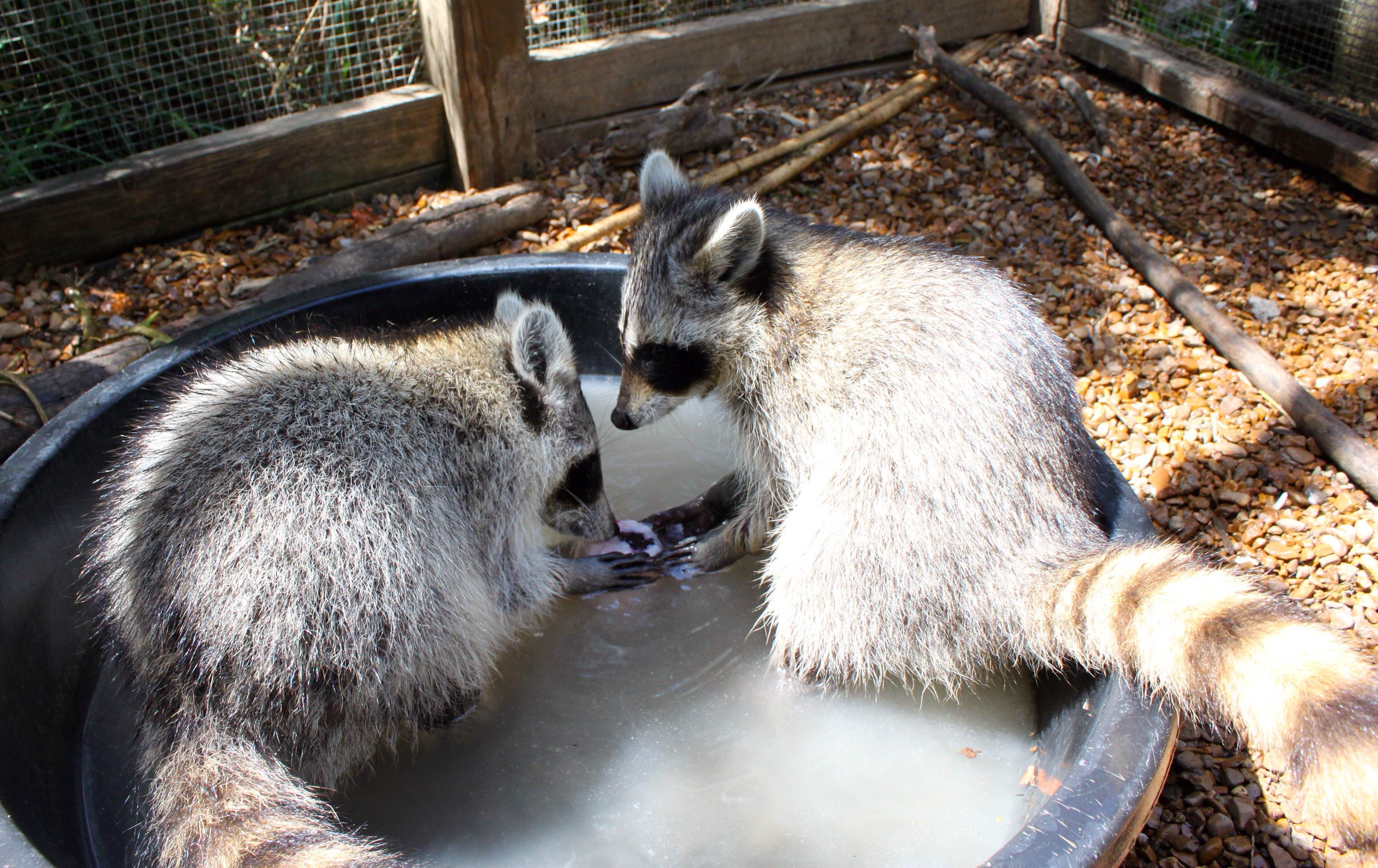 Walden's Puddle Wildlife Rehab Educ Ctr