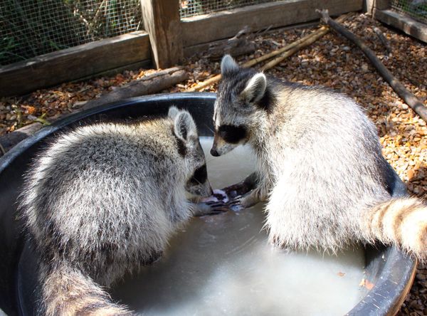 Walden's Puddle Wildlife Rehab Educ Ctr