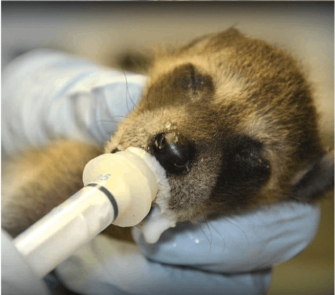 Walden's Puddle Wildlife Rehab Educ Ctr