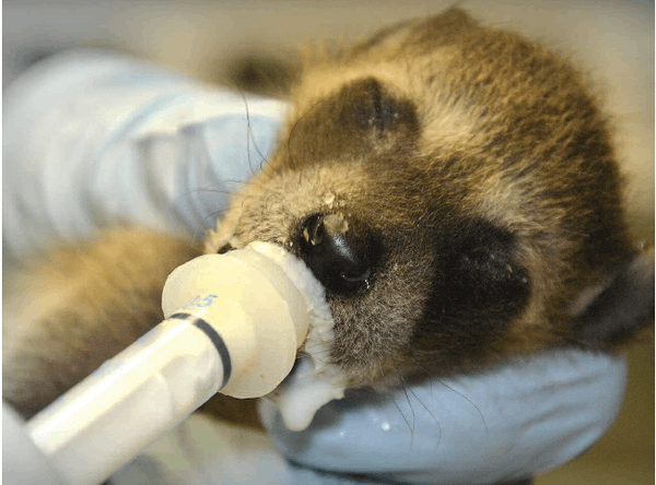 Walden's Puddle Wildlife Rehab Educ Ctr