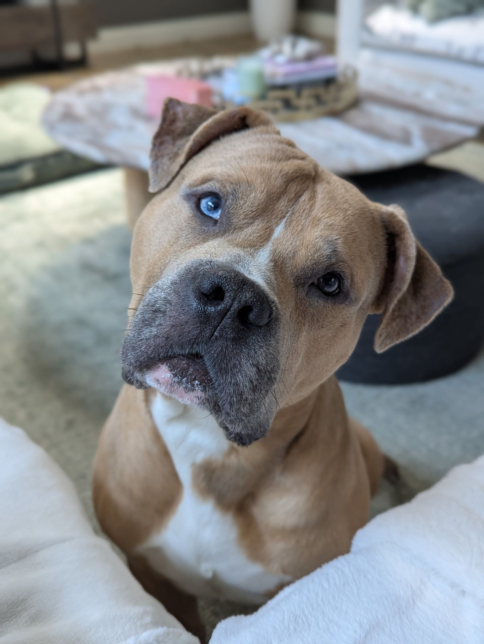 Peyton's Safe Haven , Inc