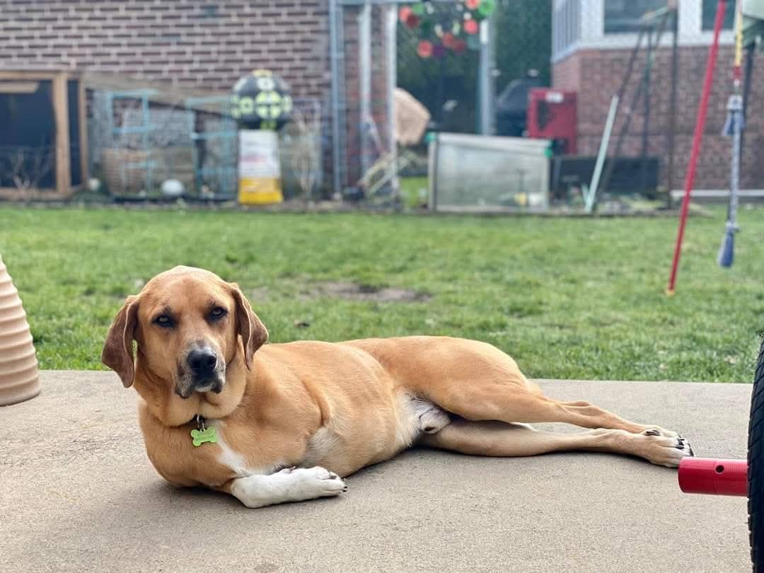 Peyton's Safe Haven , Inc