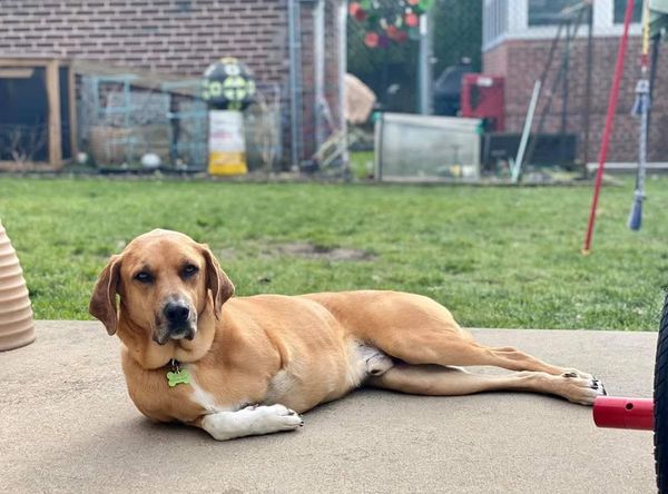 Peyton's Safe Haven , Inc