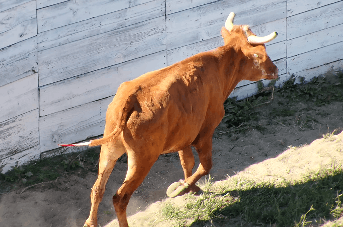 SHARK Showing Animals Respect and Kindness