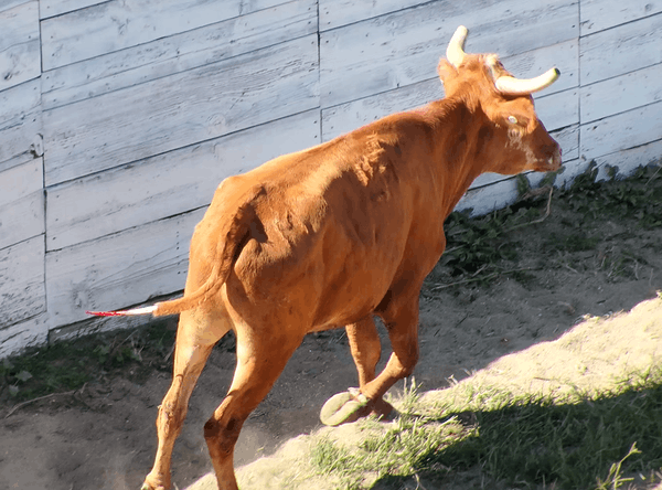 SHARK Showing Animals Respect and Kindness