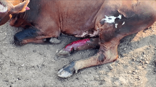 SHARK Showing Animals Respect and Kindness