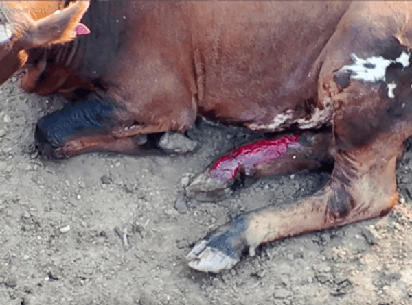 SHARK Showing Animals Respect and Kindness
