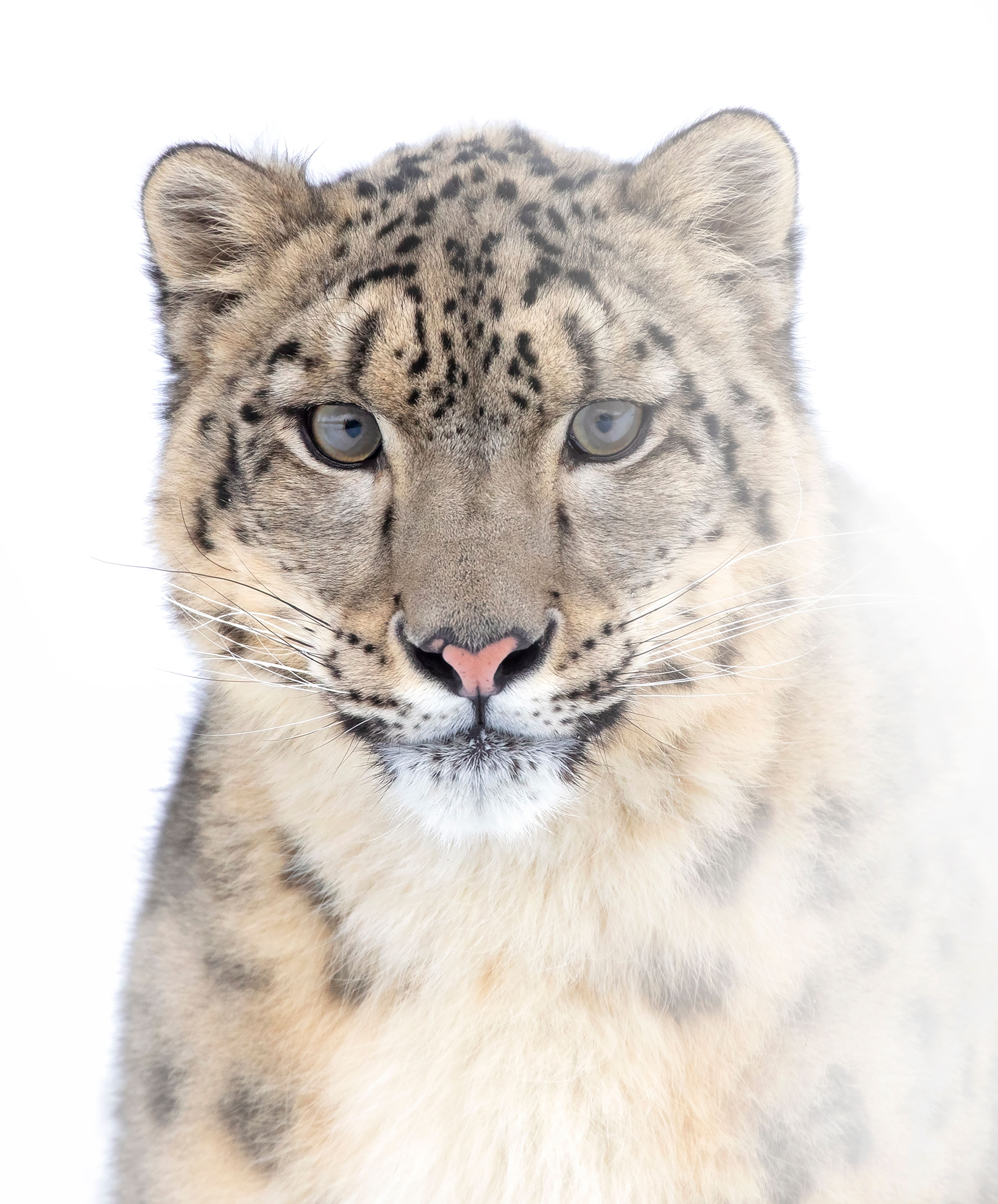 Snow Leopard Conservancy