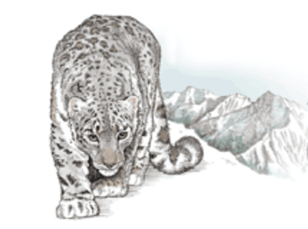 Snow Leopard Conservancy