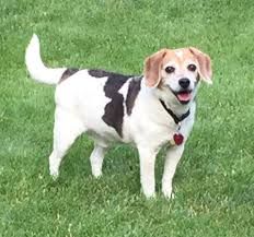 Big Red Rescue Of The Heartland