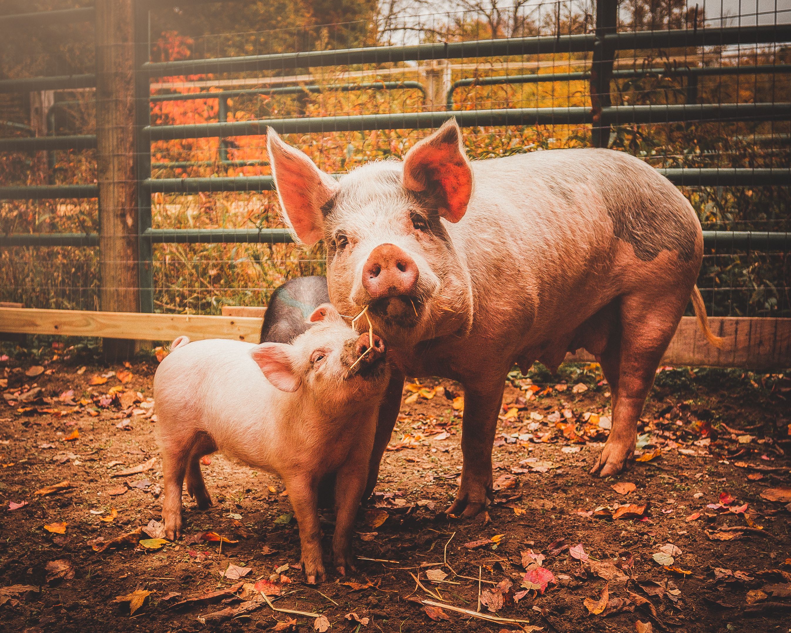 The Riley Farm Rescue