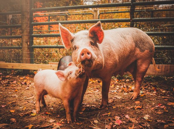 The Riley Farm Rescue