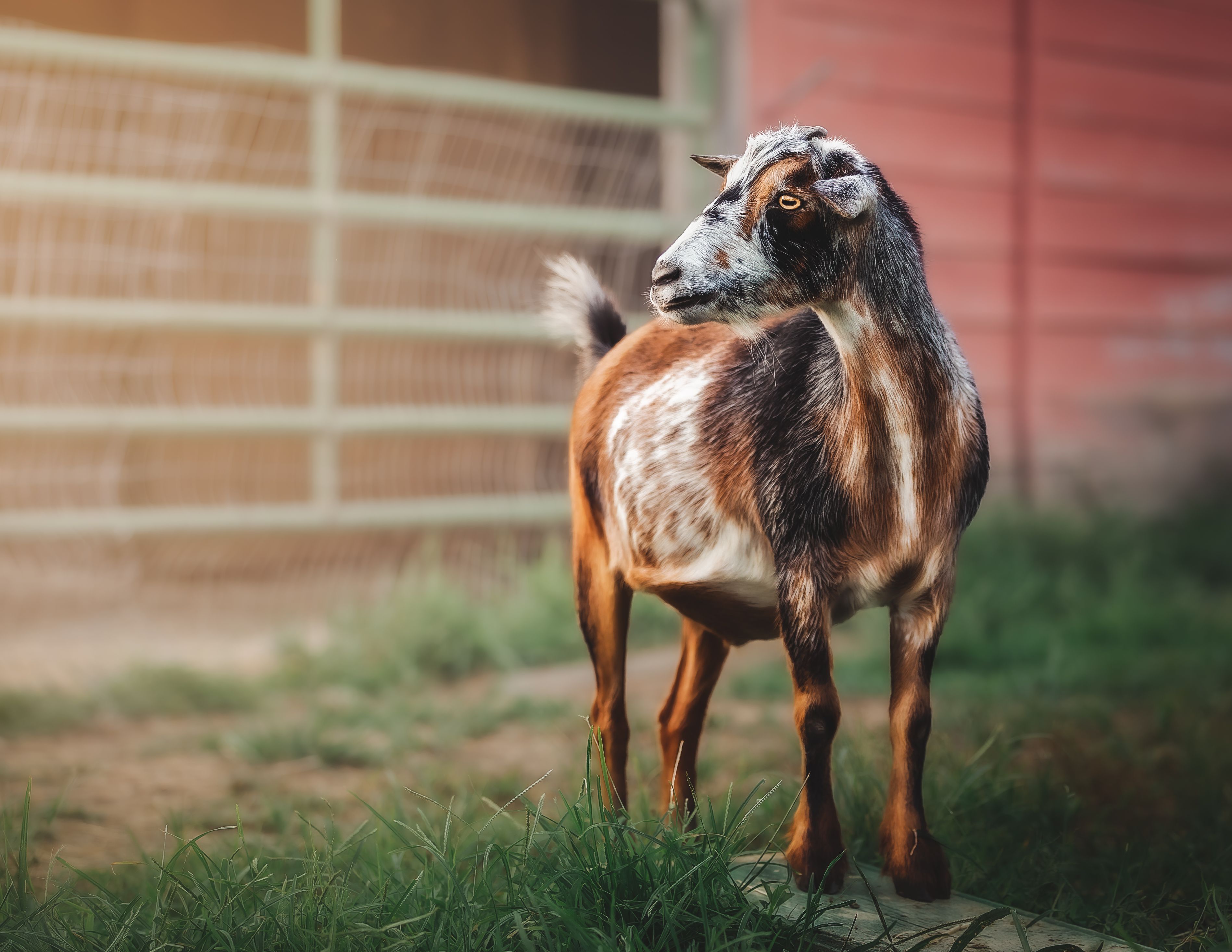 The Riley Farm Rescue