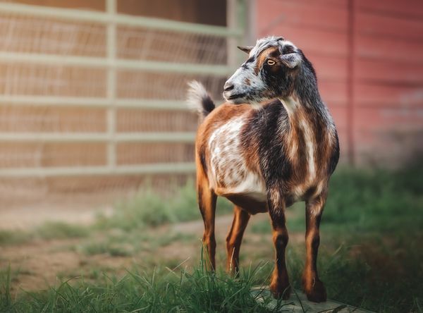 The Riley Farm Rescue