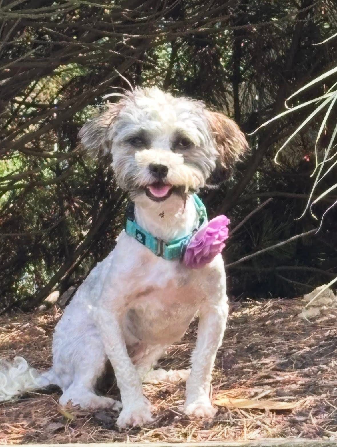 Perfect Paws Pet Rescue, Inc.