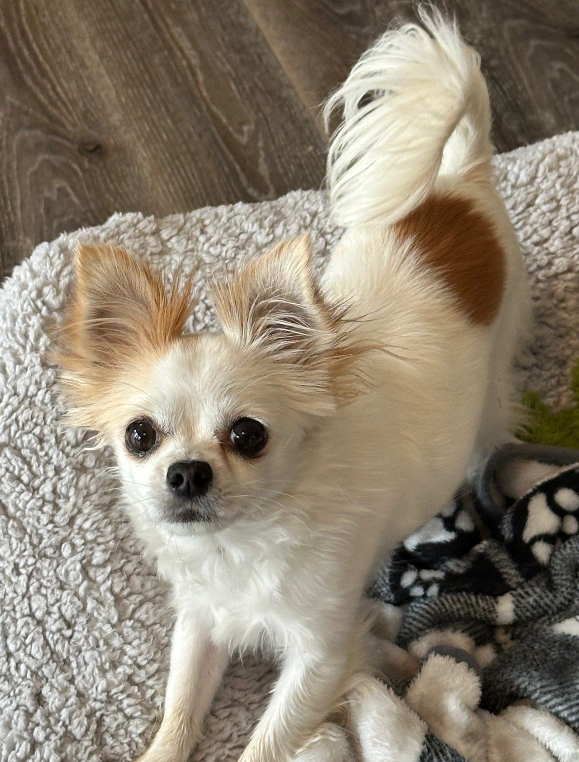 Perfect Paws Pet Rescue, Inc.