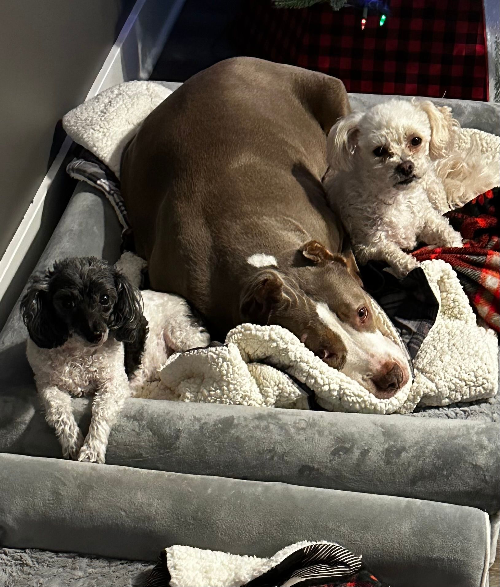 Perfect Paws Pet Rescue, Inc.