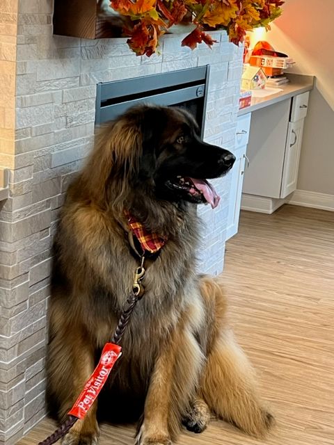 Leonberger Rescue Pals, Inc