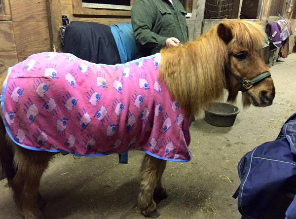 The Joy of Jasper, Inc.