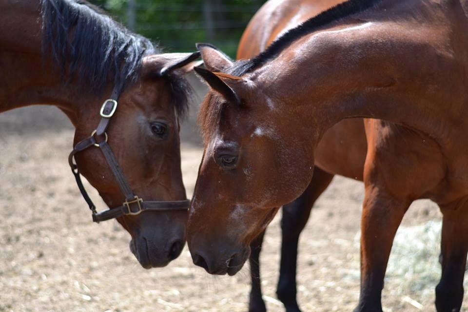 The Joy of Jasper, Inc.