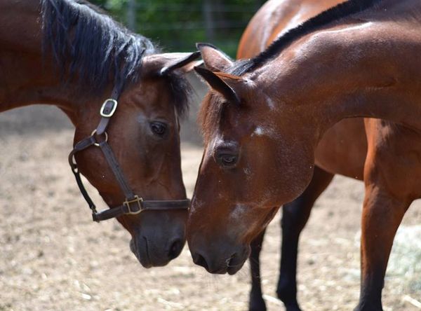 The Joy of Jasper, Inc.