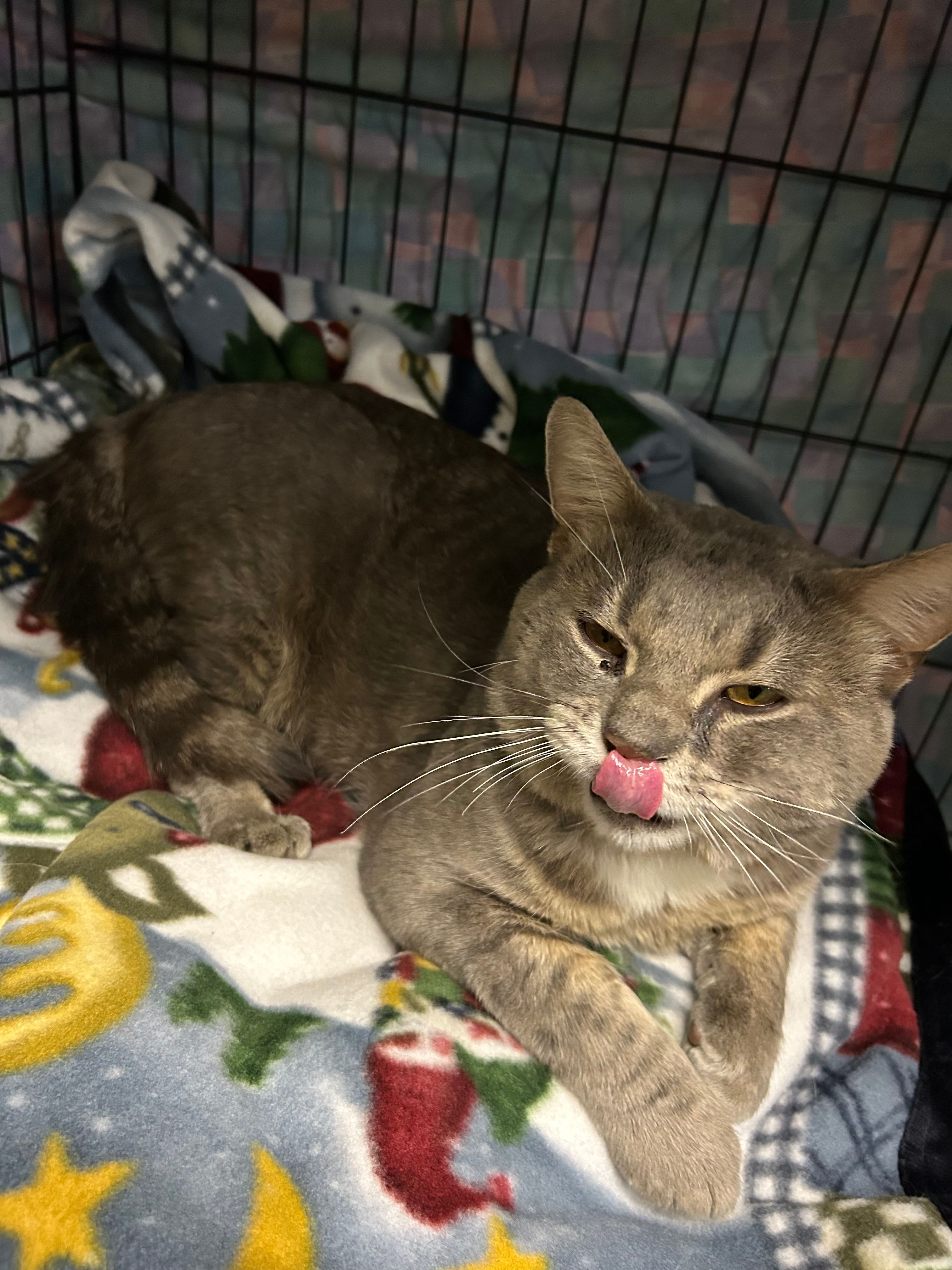 HEART Animal Rescue & Adoption Team Inc.