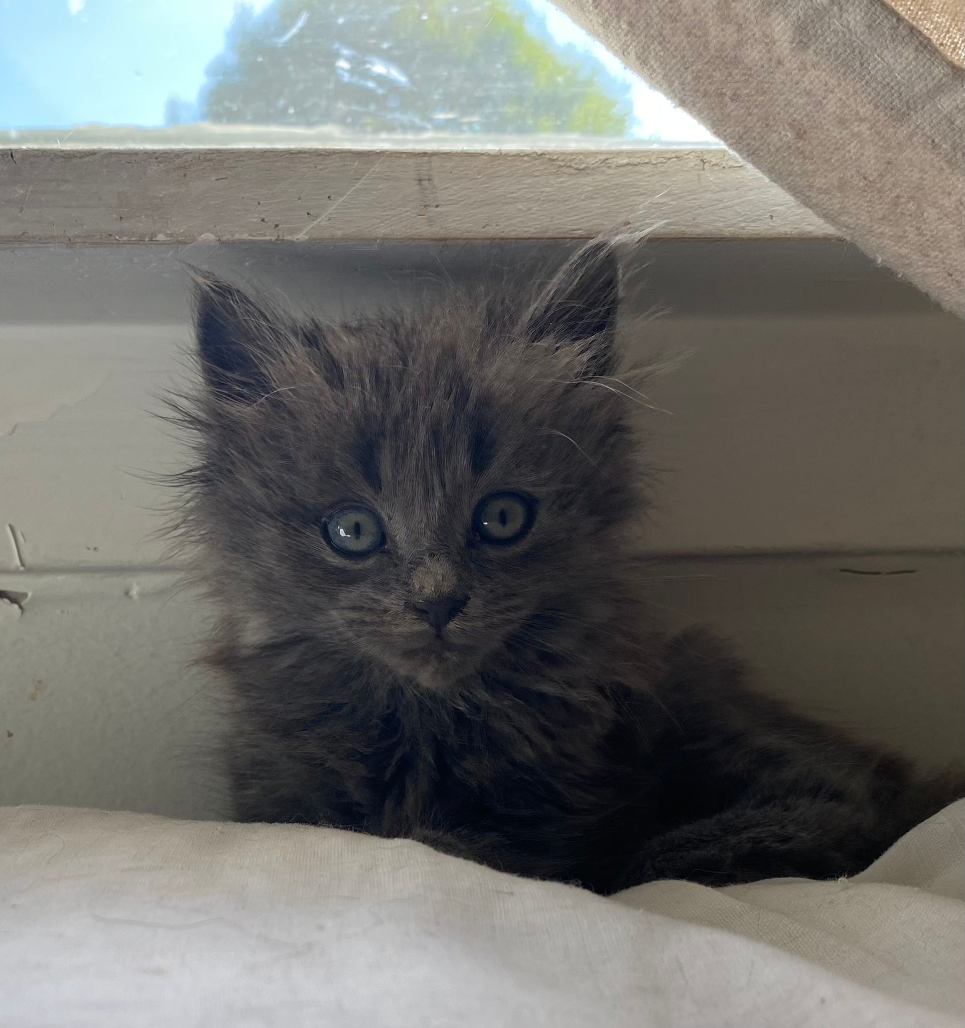 HEART Animal Rescue & Adoption Team Inc.