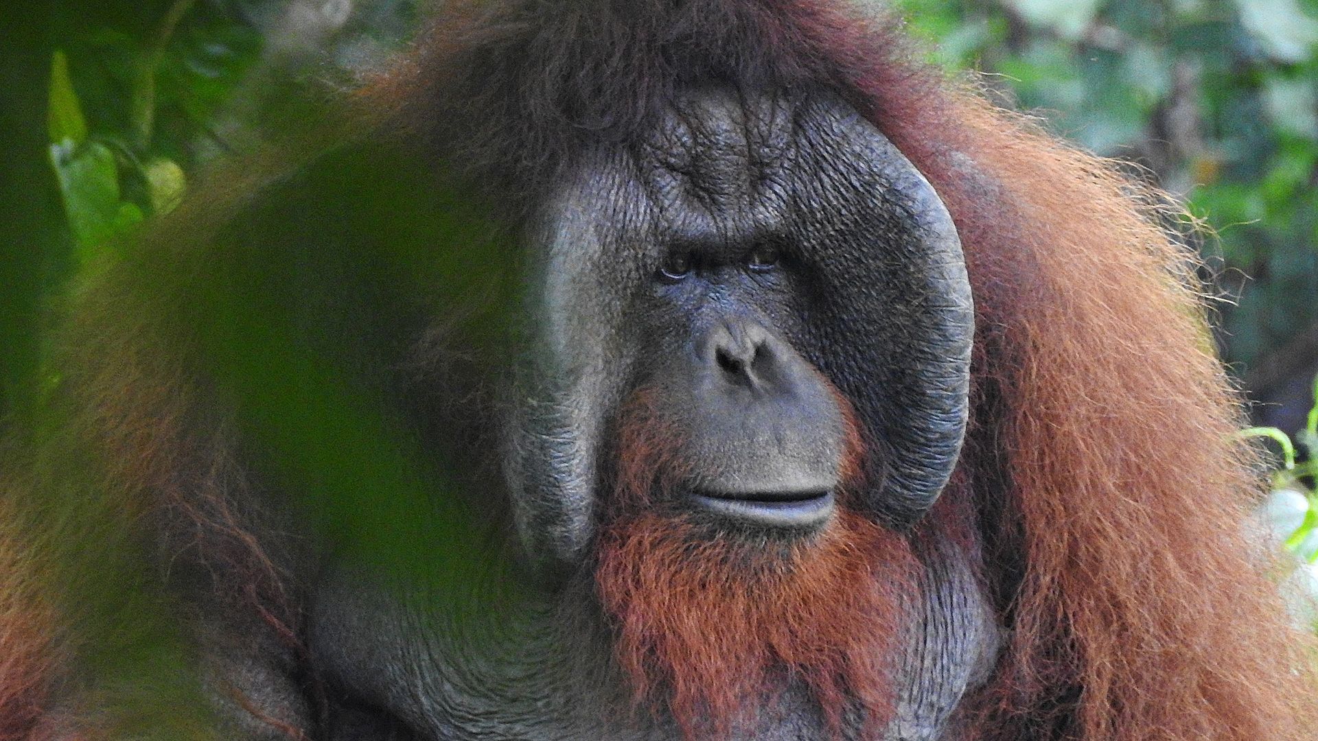 Orangutan Outreach