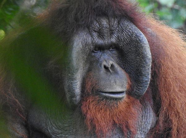 Orangutan Outreach