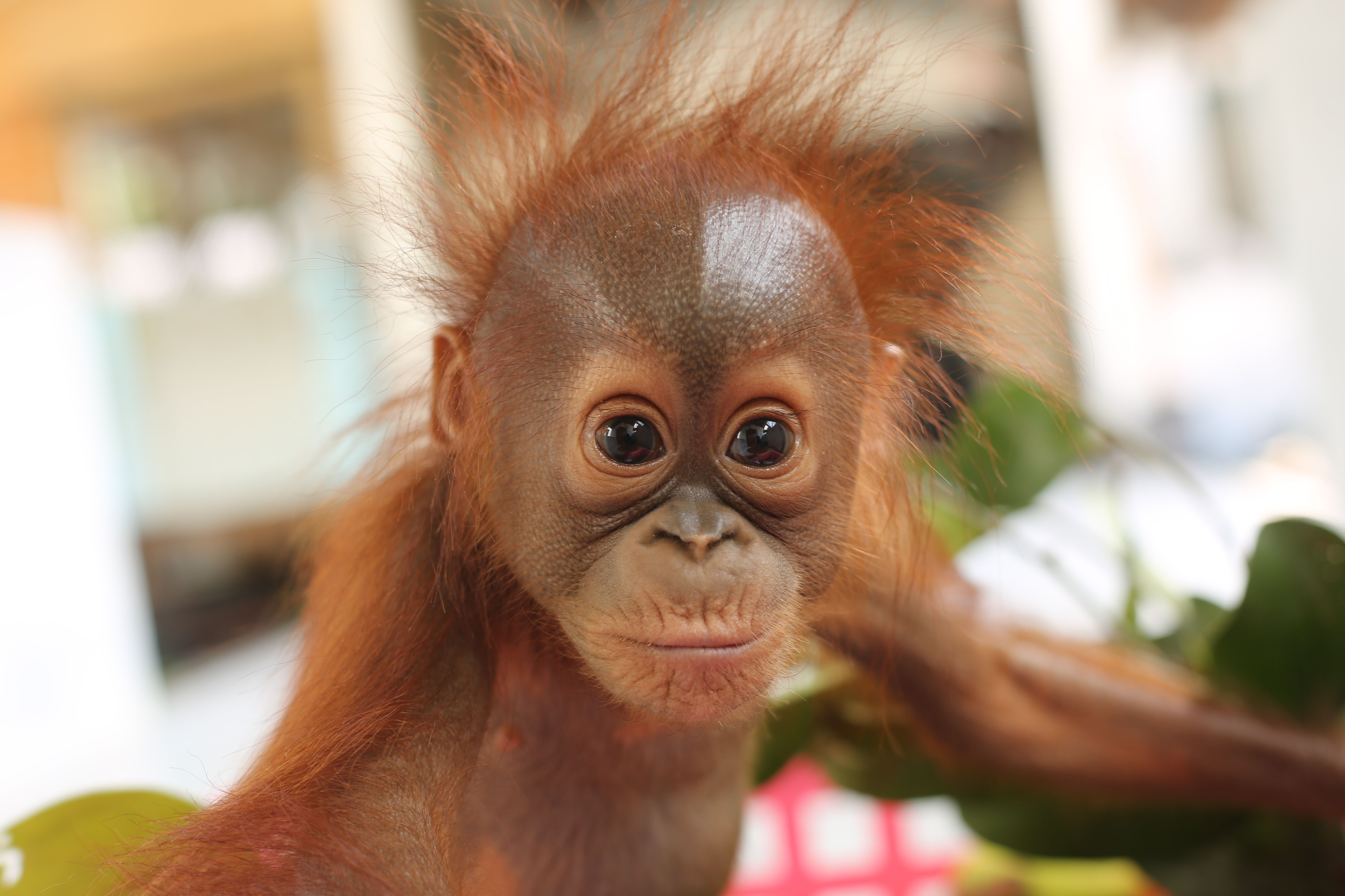 Orangutan Outreach