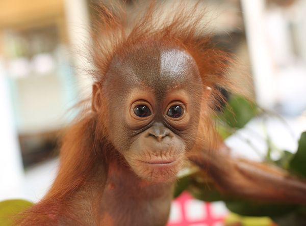 Orangutan Outreach