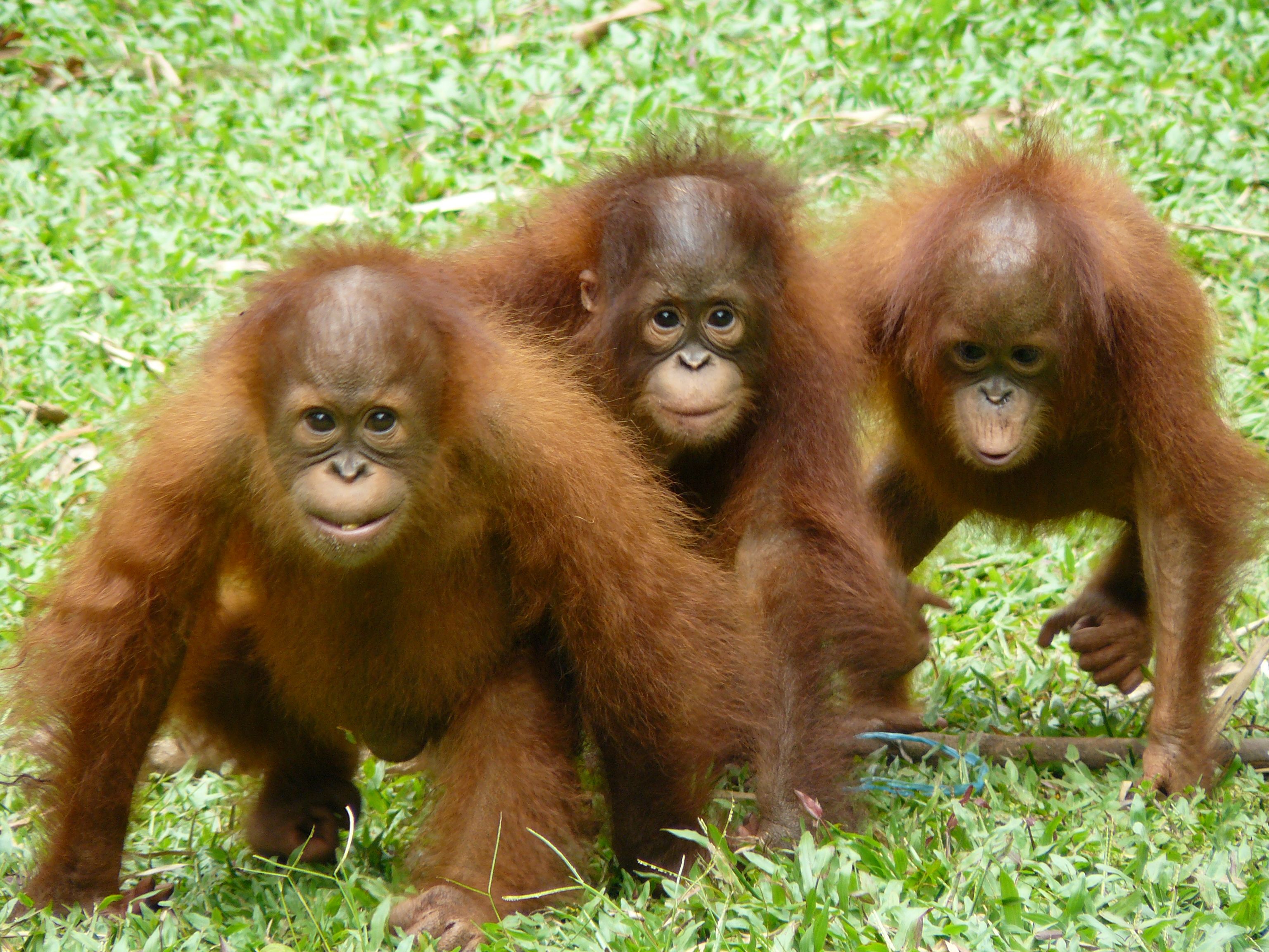 Orangutan Outreach