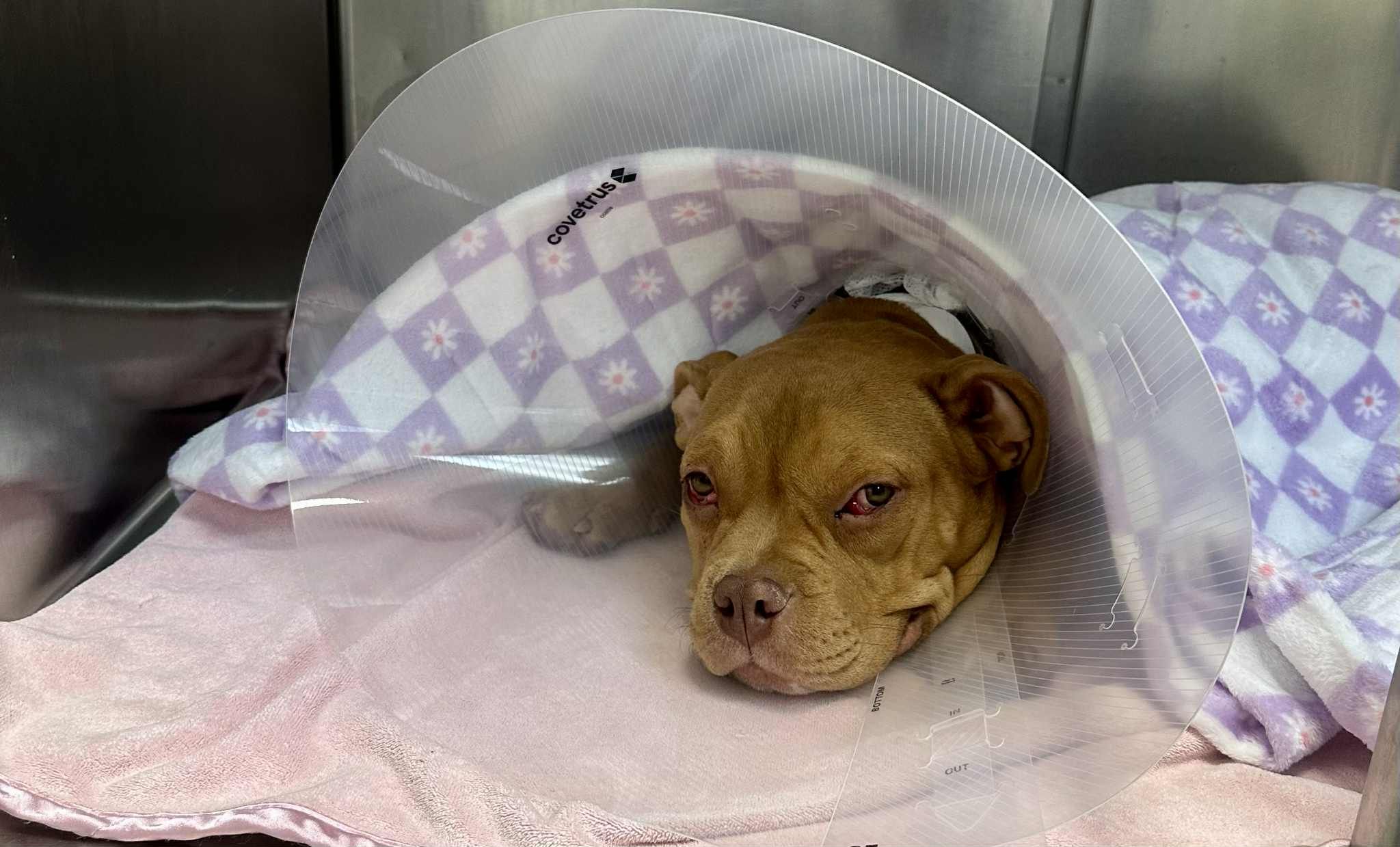 4 Paws Animal Rescue, Inc