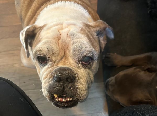 4 Paws Animal Rescue, Inc