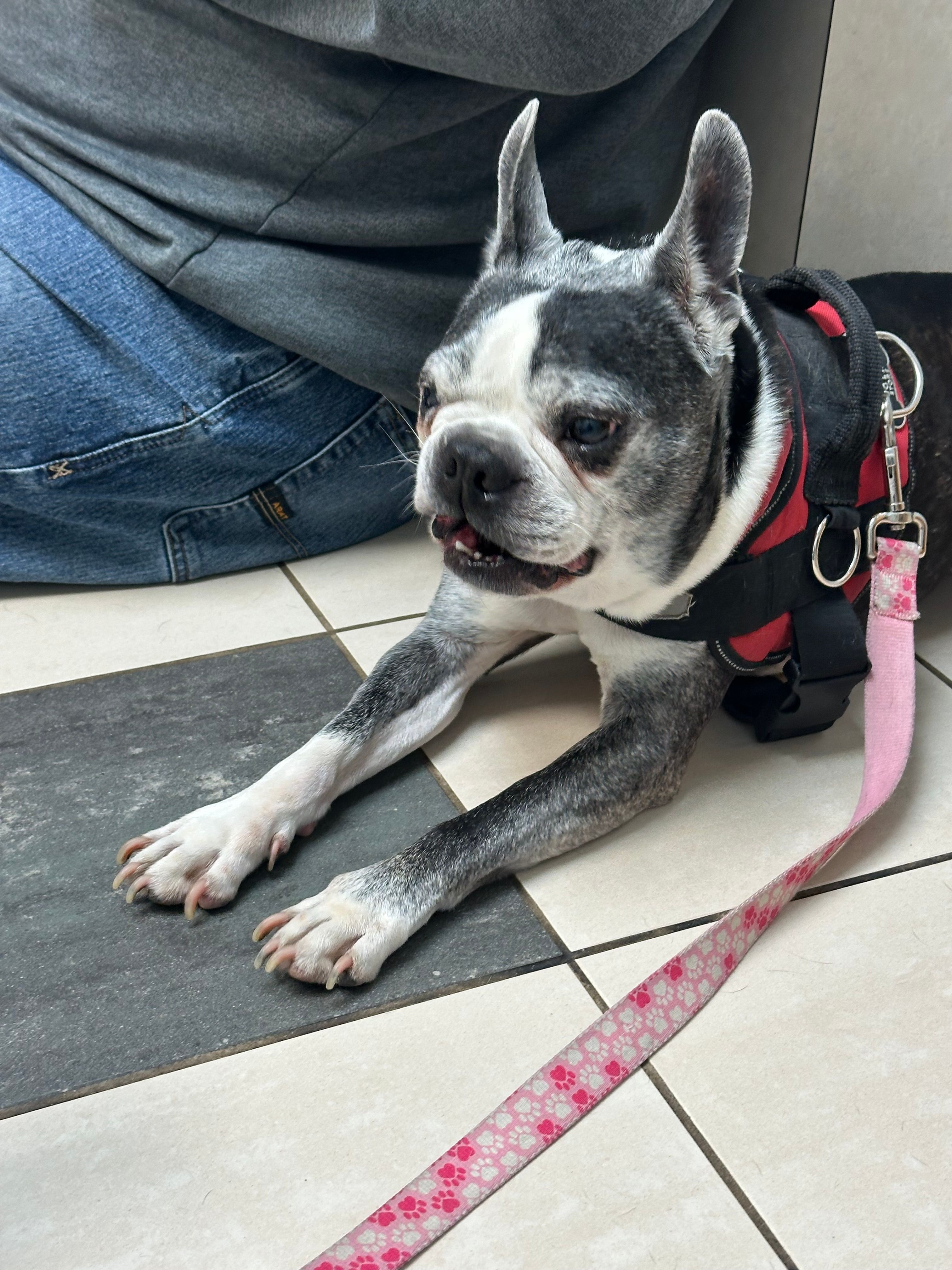 4 Paws Animal Rescue, Inc