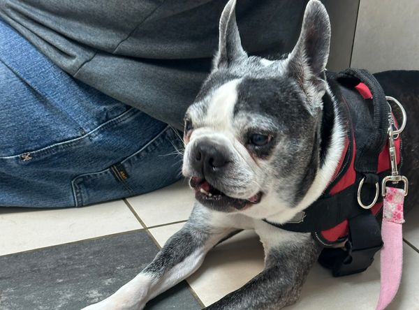 4 Paws Animal Rescue, Inc