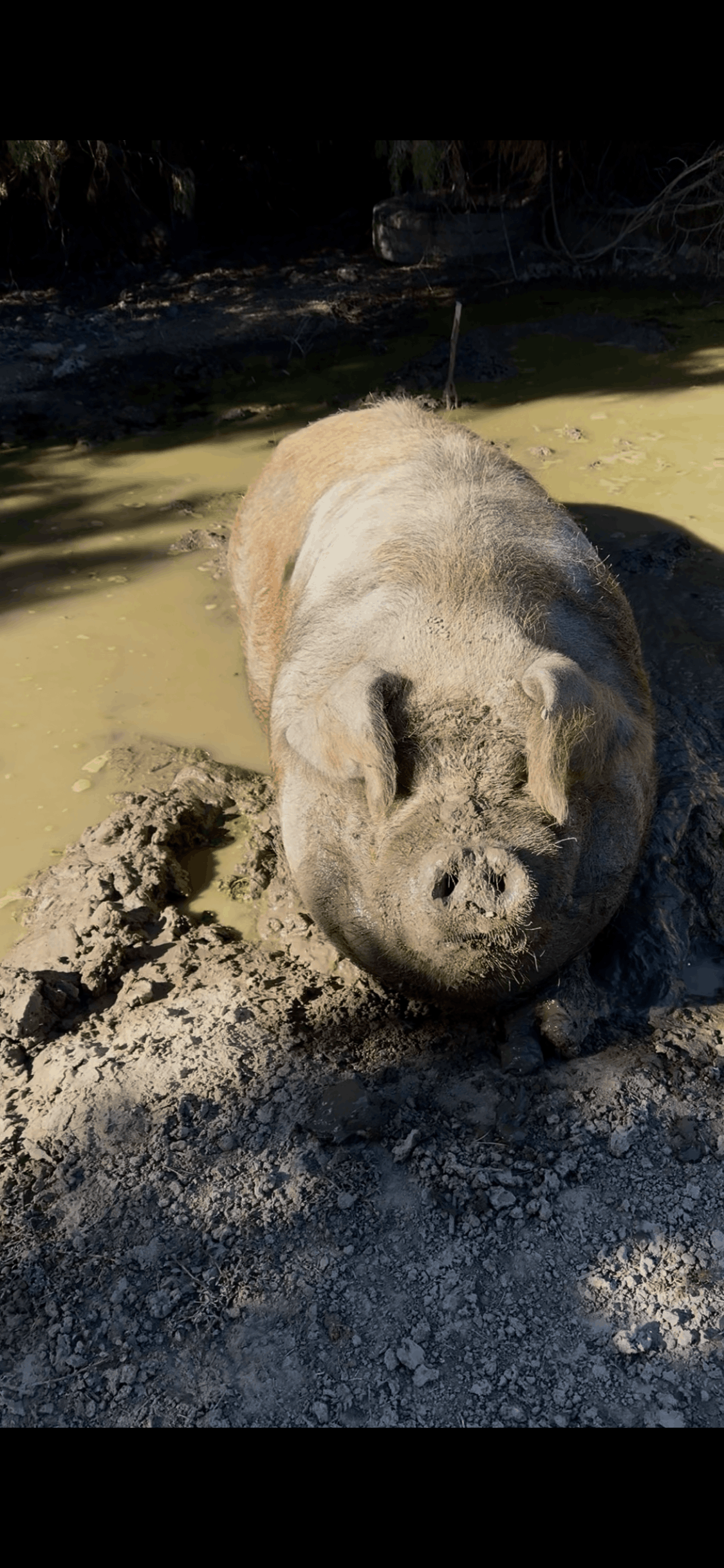 Funny Farm Animal Sanctuary