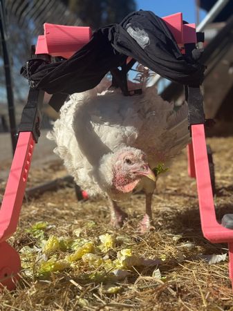 Funny Farm Animal Sanctuary