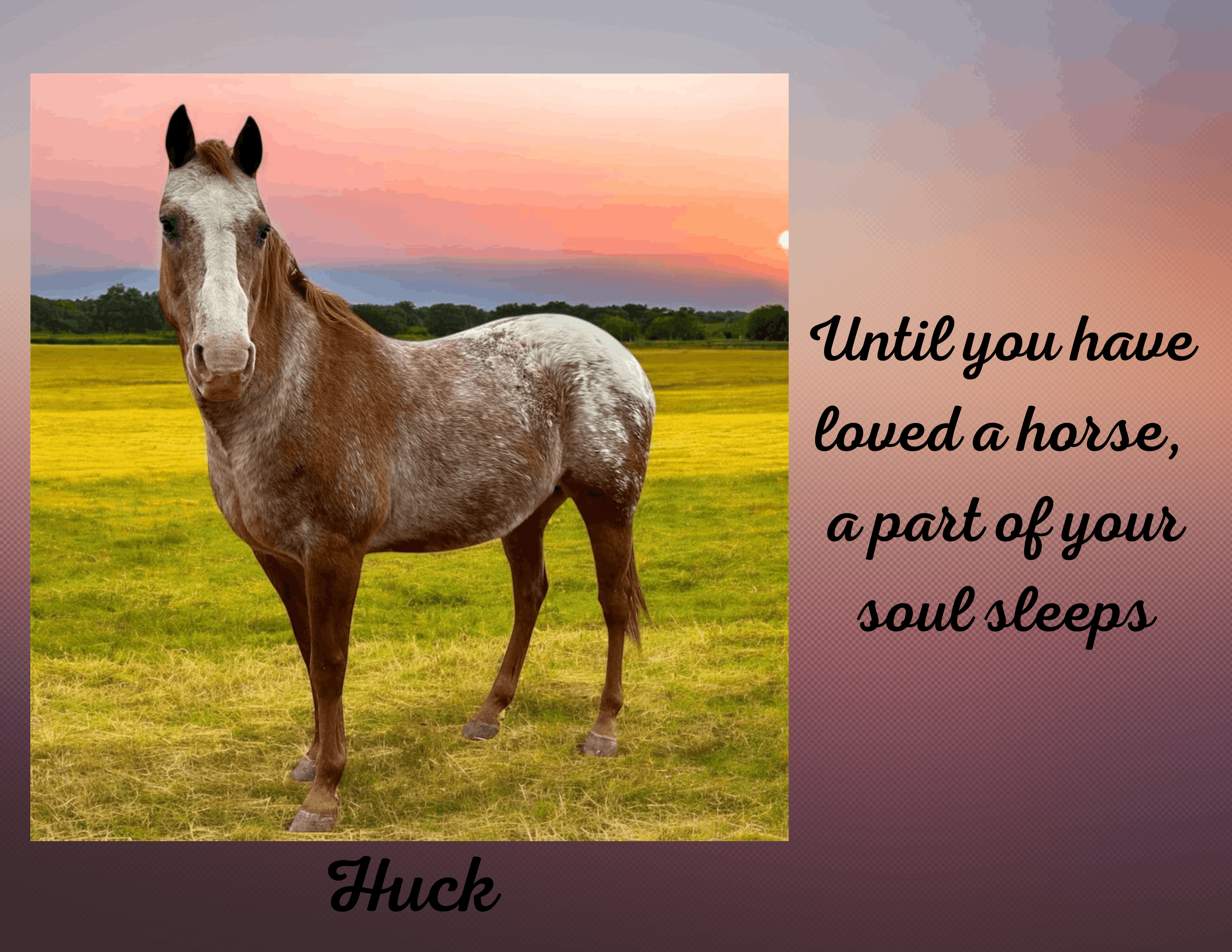 Easy R Equine Rescue