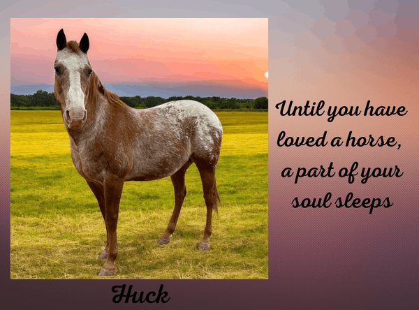 Easy R Equine Rescue