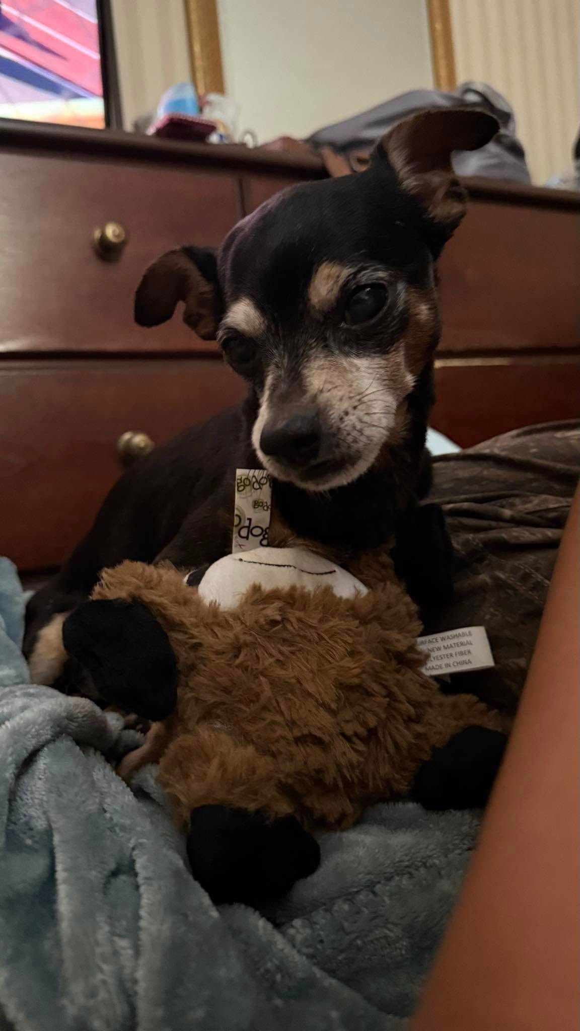 The Paws Squad Inc..