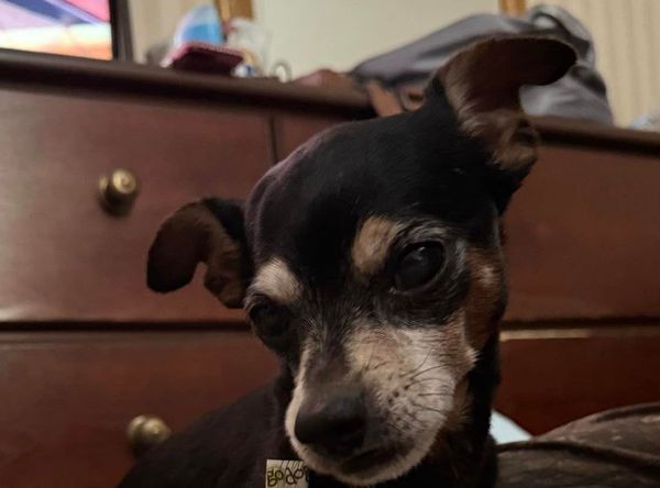 The Paws Squad Inc..