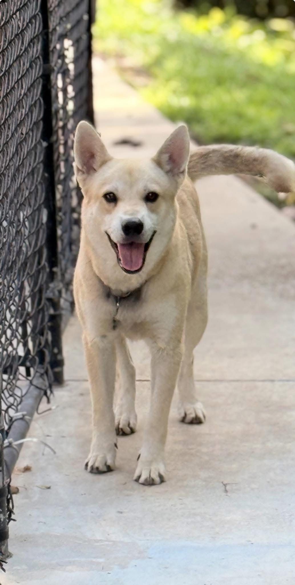 The Paws Squad Inc..