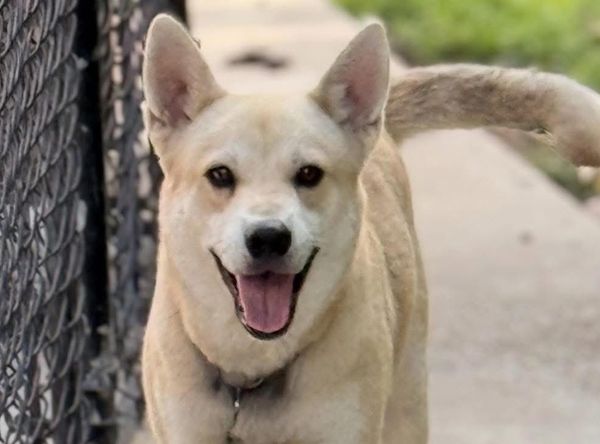 The Paws Squad Inc..