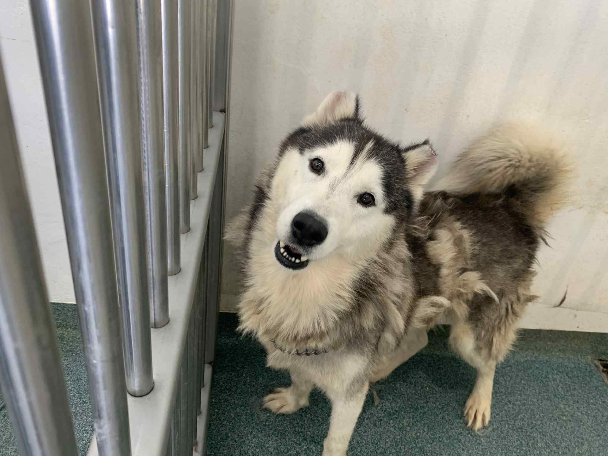 The Paws Squad Inc..