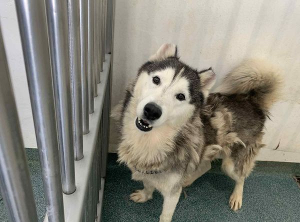 The Paws Squad Inc..