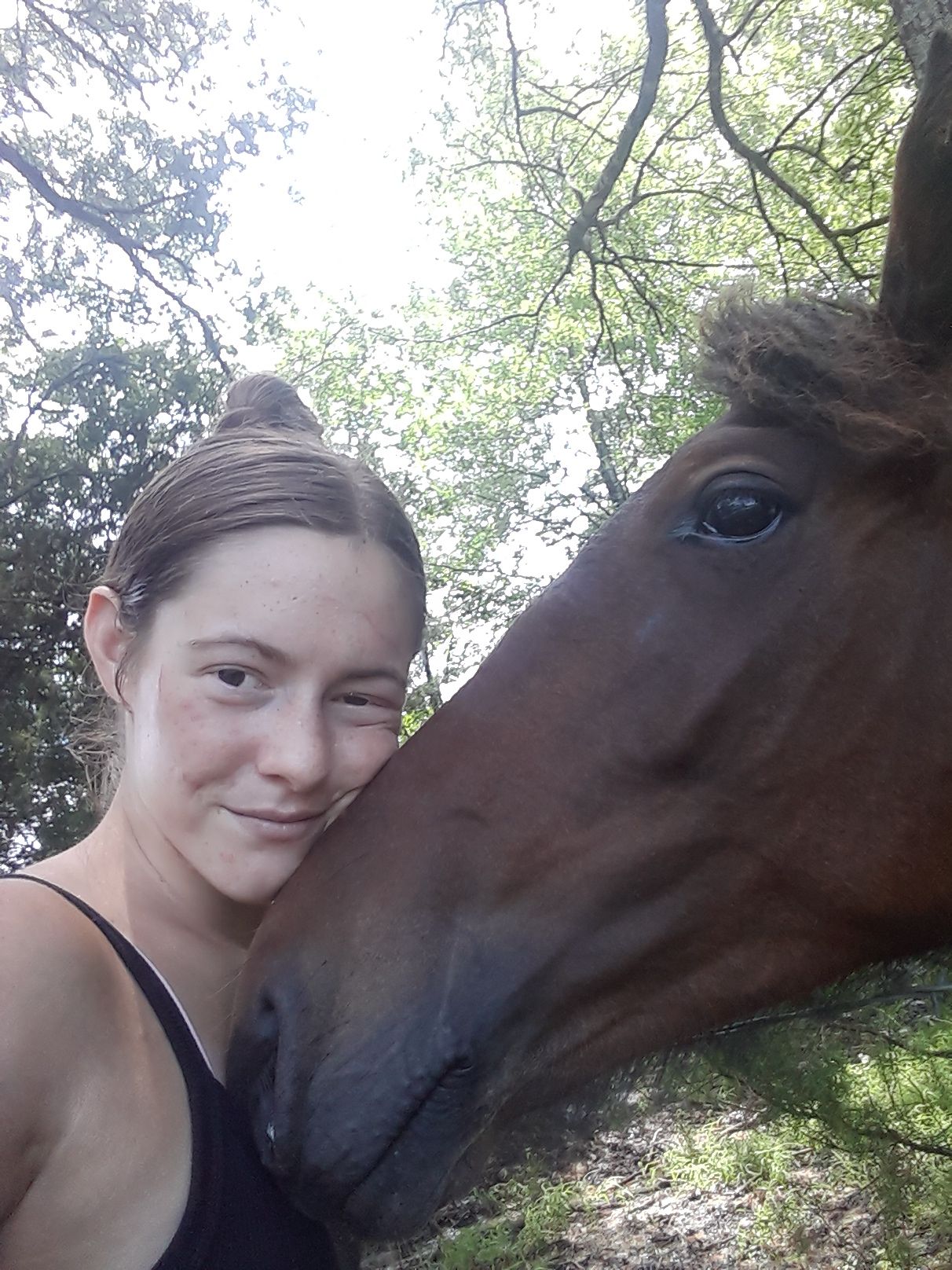 Friends of the Heritage Horse Foundation Herds