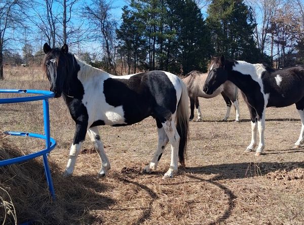 Friends of the Heritage Horse Foundation Herds