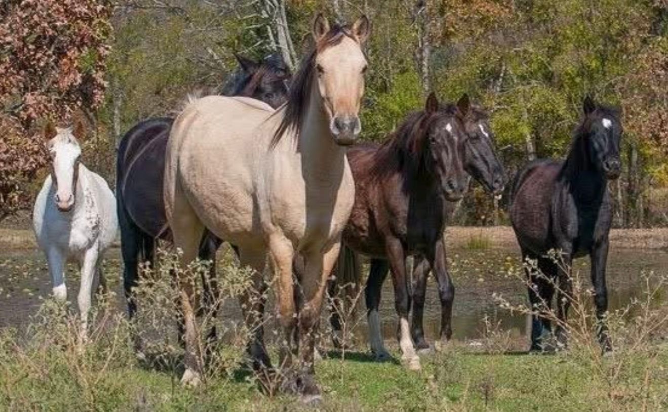 Friends of the Heritage Horse Foundation Herds